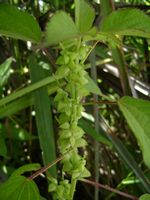 Acalypha fimbriatum bud-t.JPG